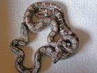 Boa Heterozygot 66 für Albino